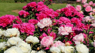 peonies_0.jpg