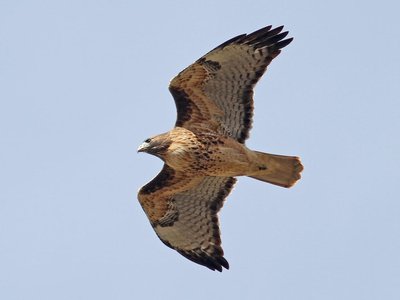 red tailed hawk.jpg